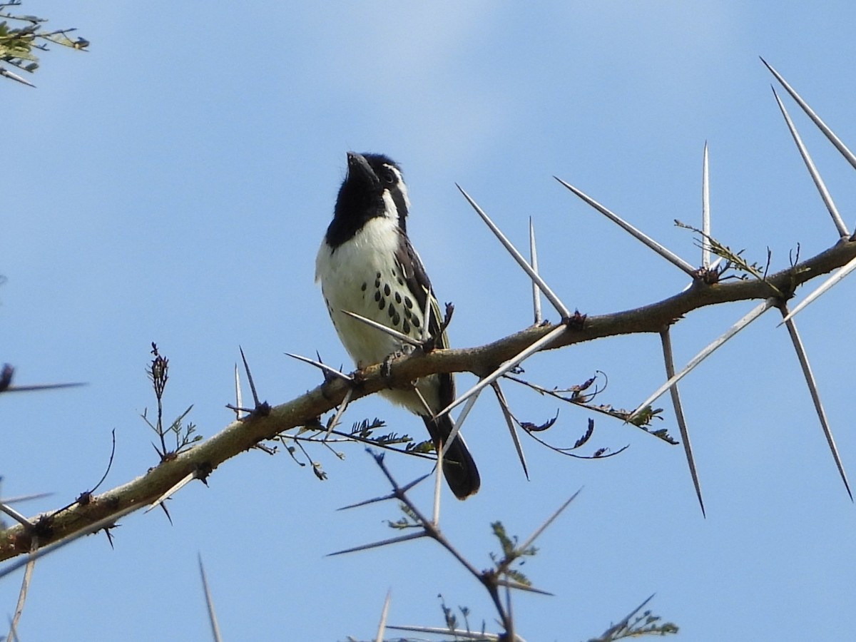 Spot-flanked Barbet - ML641259337
