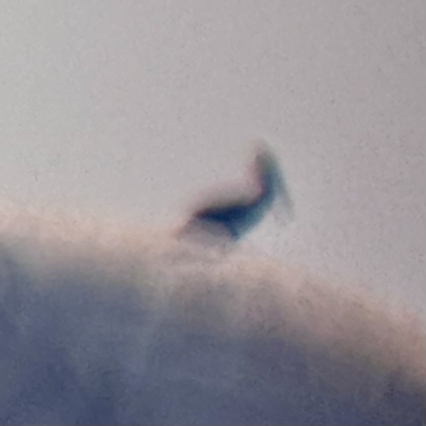 Brown Pelican - ML641259344