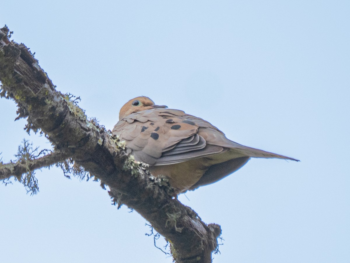 Mourning Dove - ML641259346