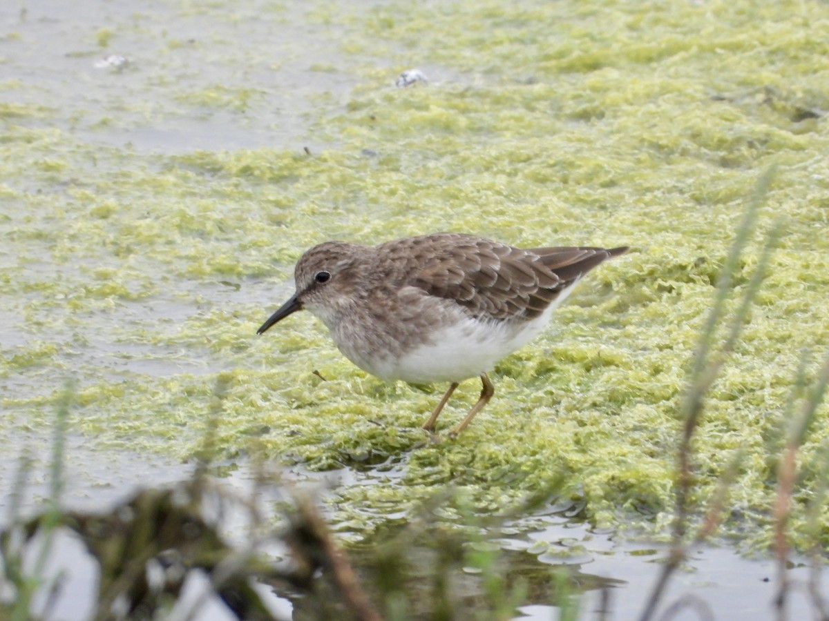 Least Sandpiper - ML641259353