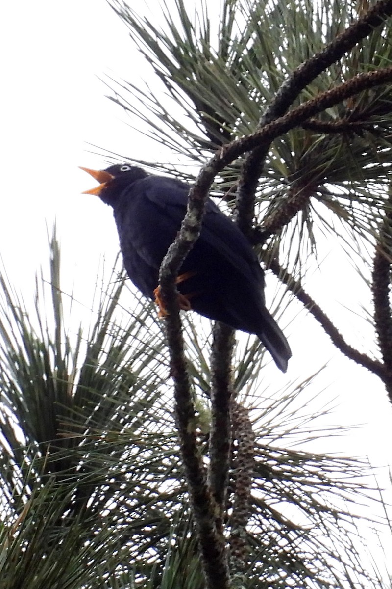 Pale-eyed Thrush - ML641259356