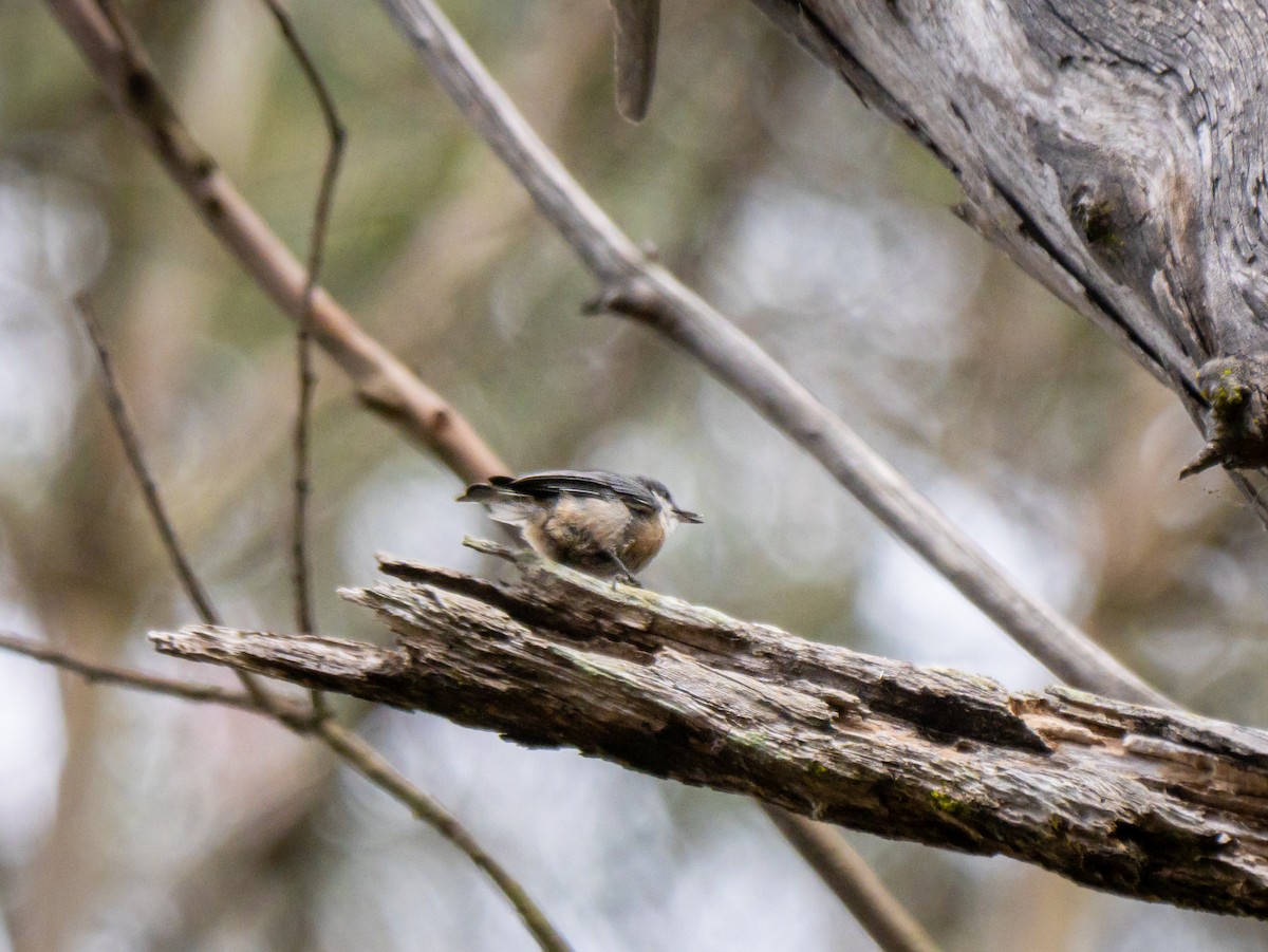 Pygmy Nuthatch - ML641259375