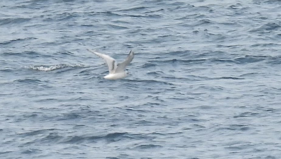 Gabbiano di Bonaparte - ML641259388