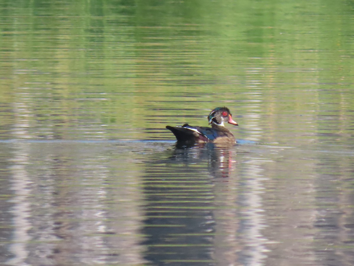 Wood Duck - ML641259415