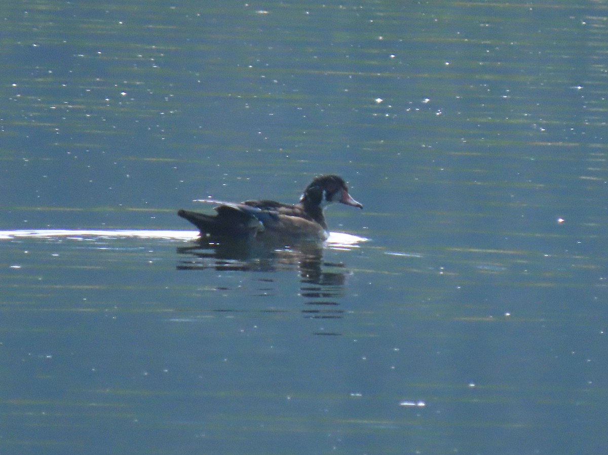 Wood Duck - ML641259416