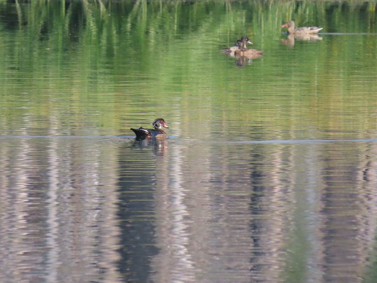 Wood Duck - ML641259419