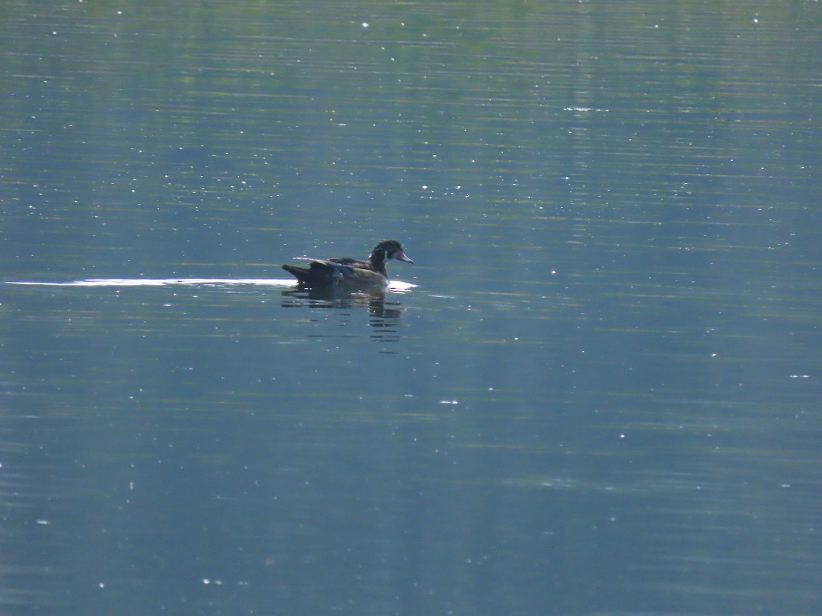 Wood Duck - ML641259420