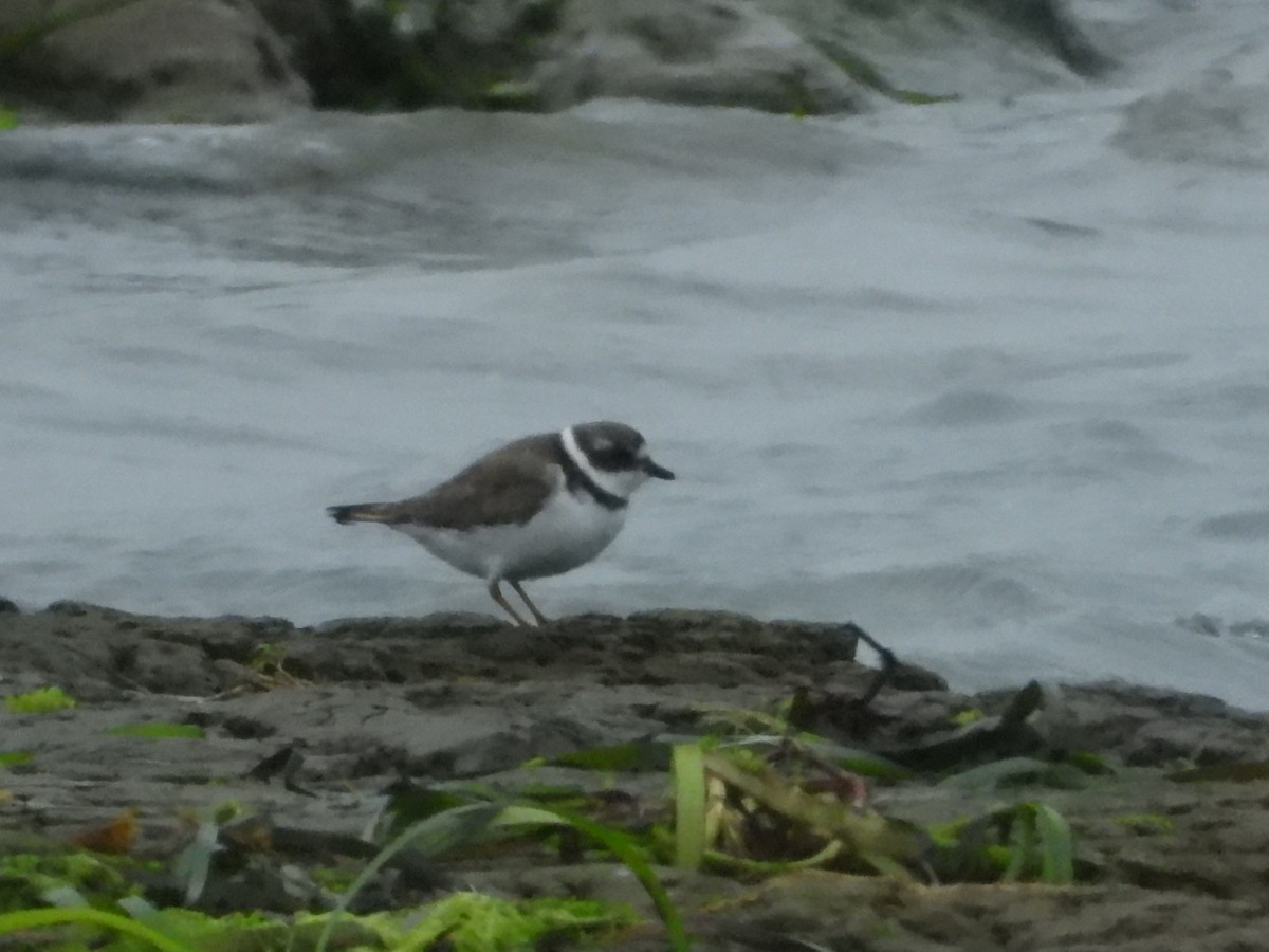 Semipalmated Plover - ML641259449