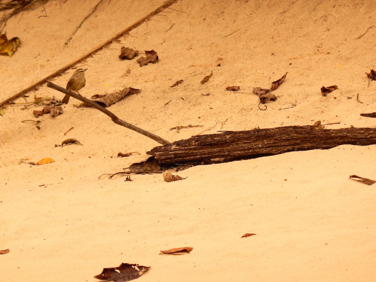 Drab Water Tyrant - ML641259461