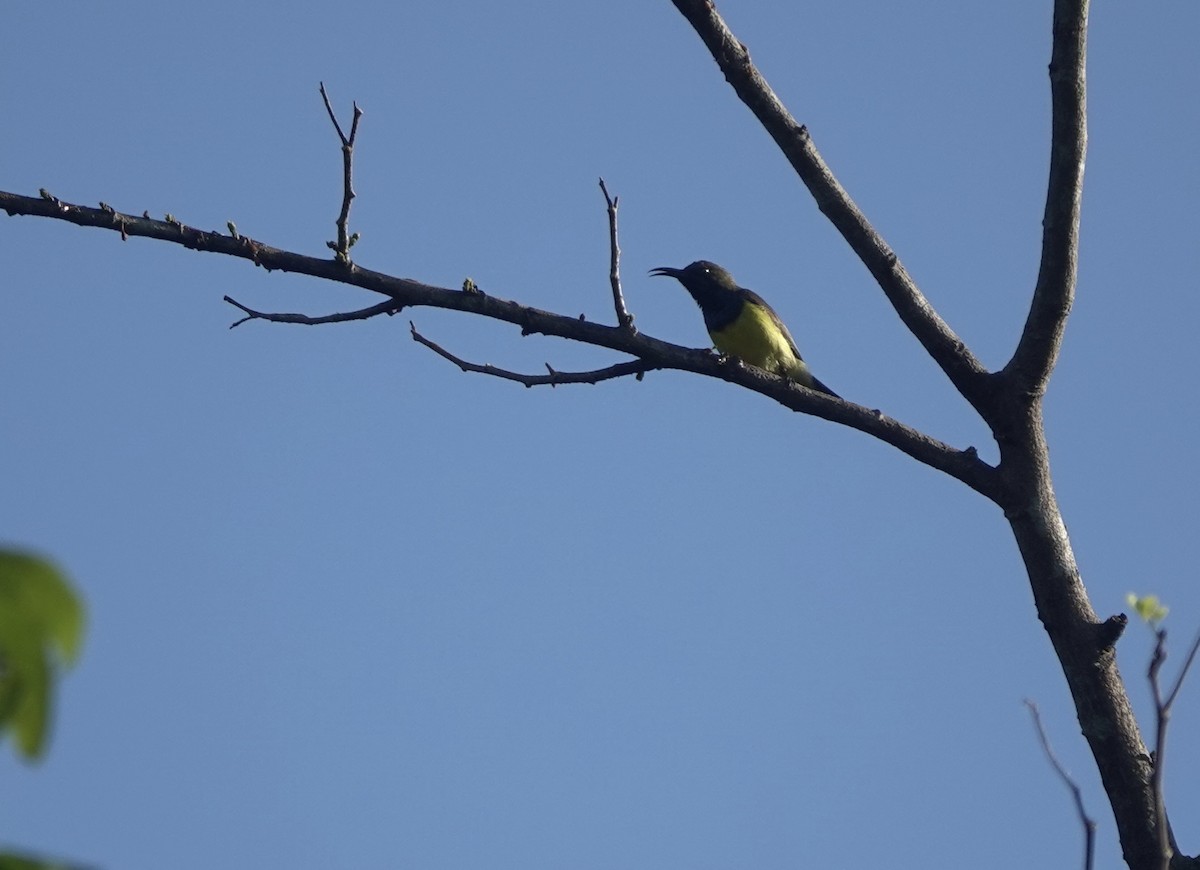 Garden Sunbird - ML641259464