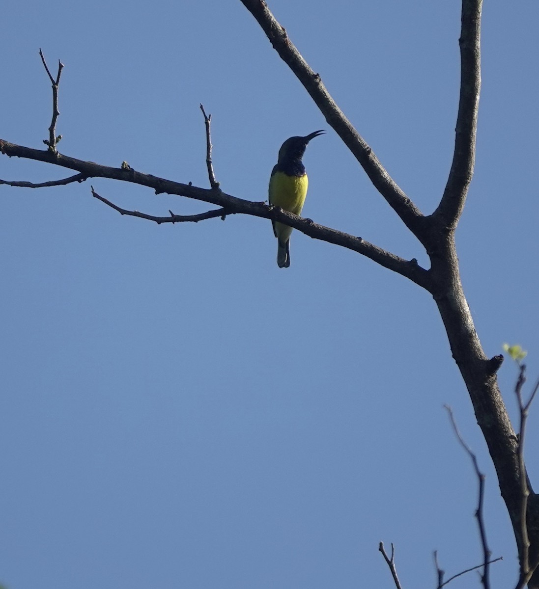 Garden Sunbird - ML641259466