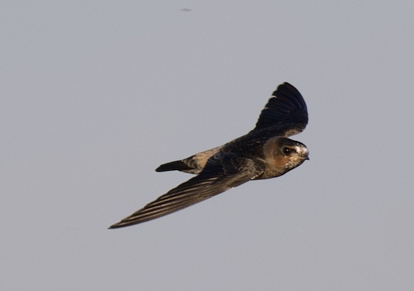 Cliff Swallow - ML641259474