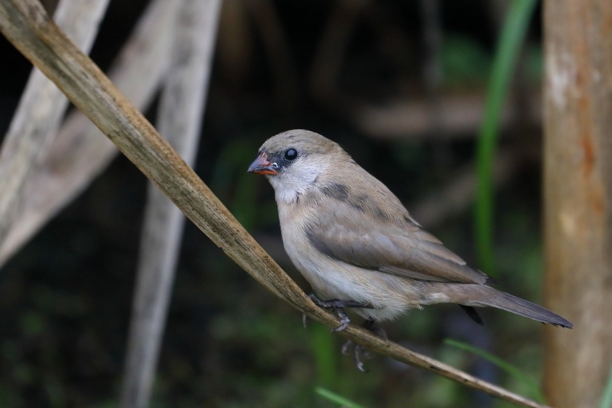 Pin-tailed Whydah - ML641259503