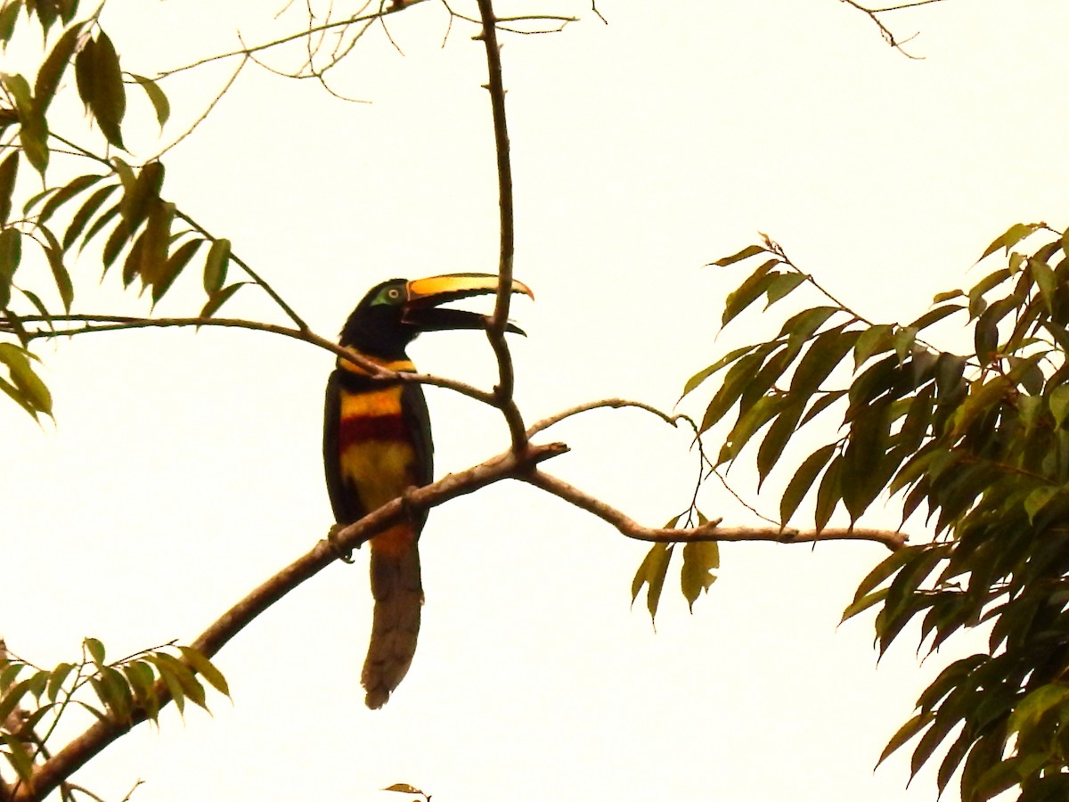 Many-banded Aracari - ML641259504
