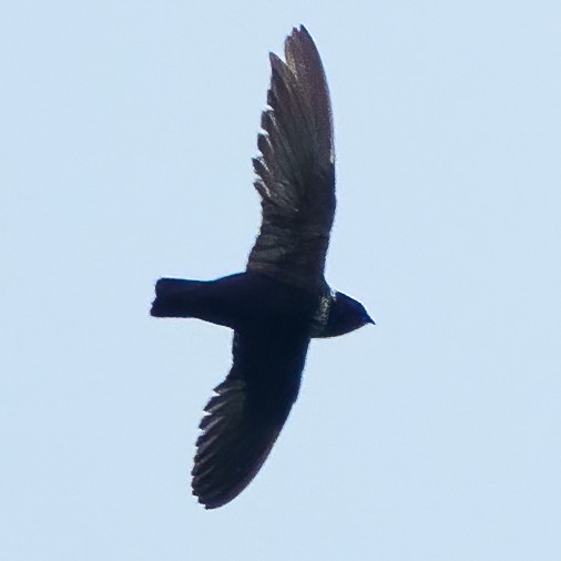 Biscutate Swift - ML641259508
