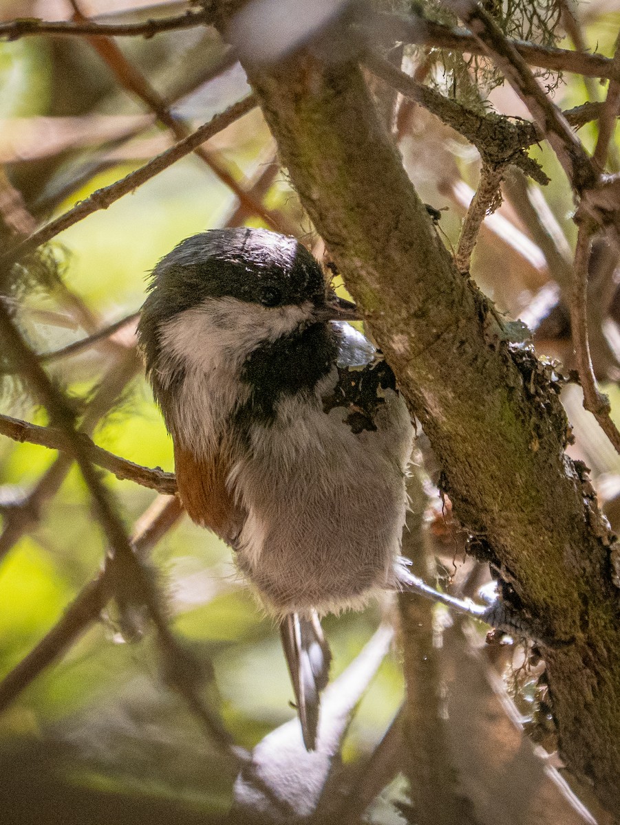 Chestnut-backed Chickadee - ML641259512