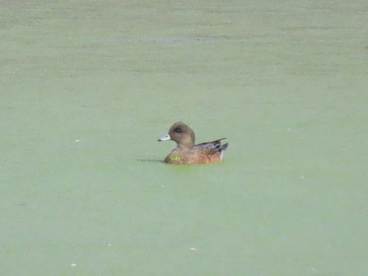 Canard d'Amérique - ML641259560