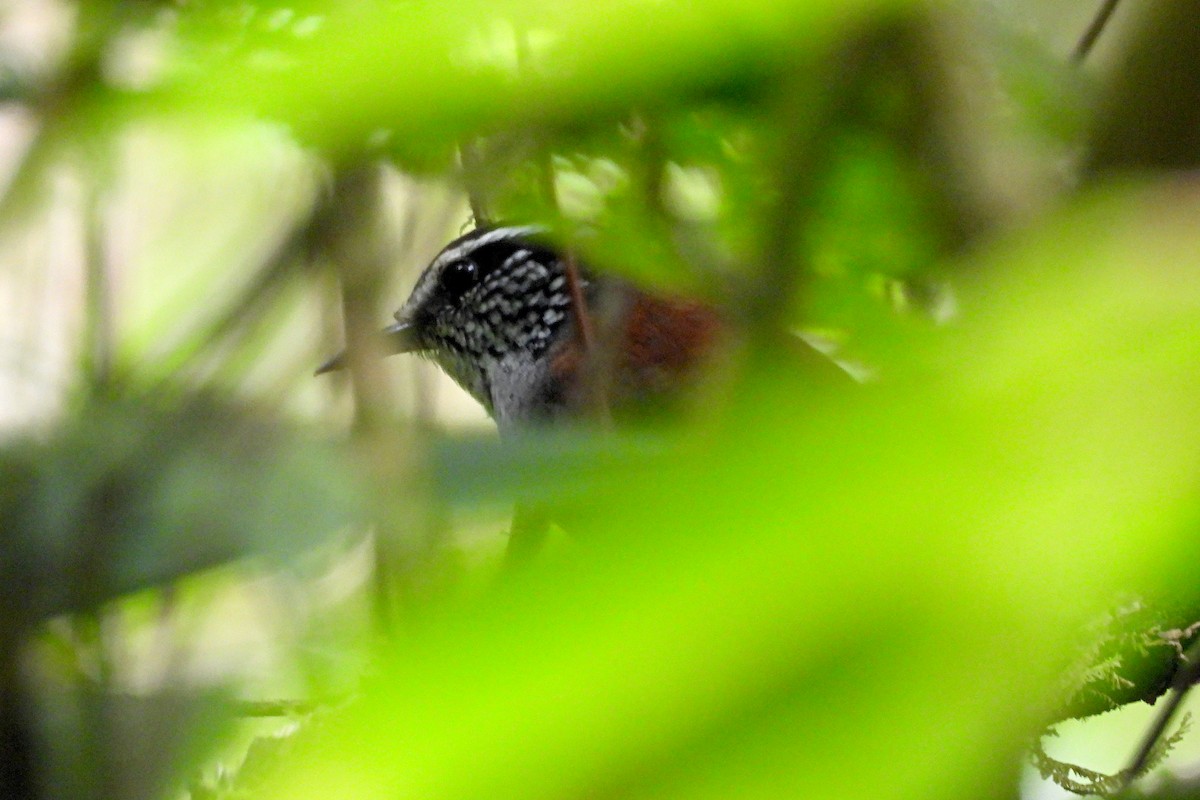 Gray-breasted Wood-Wren - ML641259595