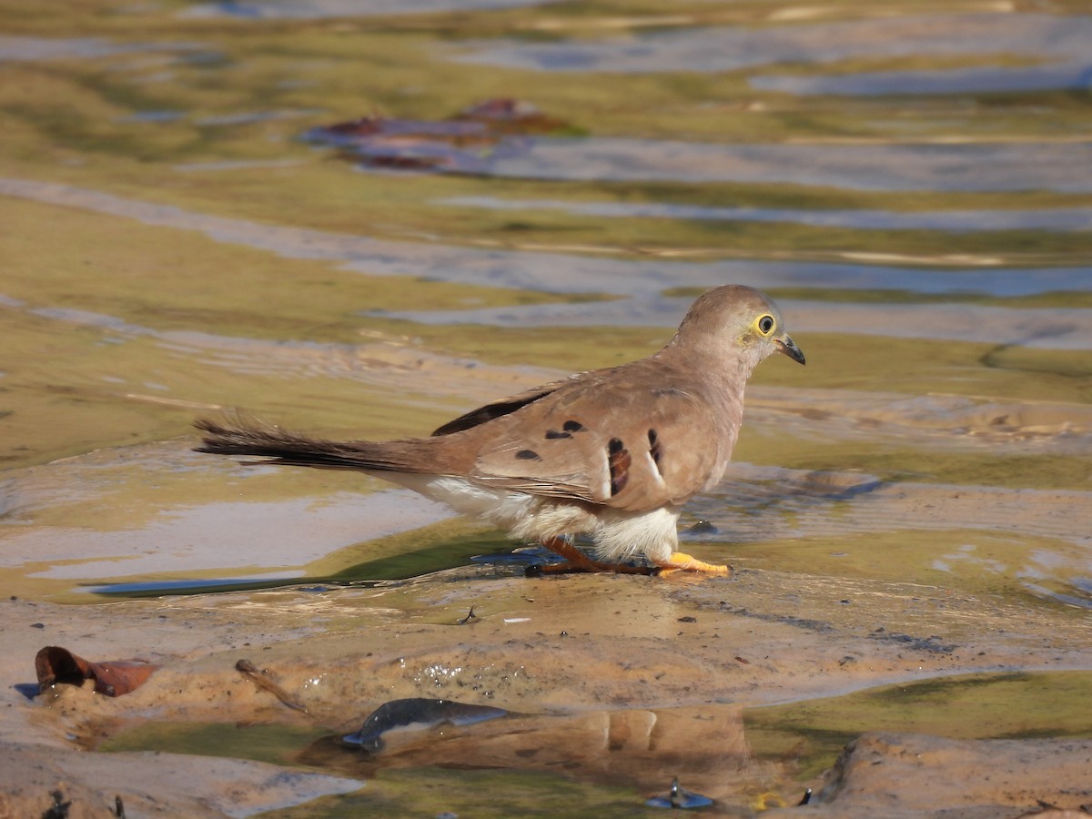 Long-tailed Ground Dove - ML641259650
