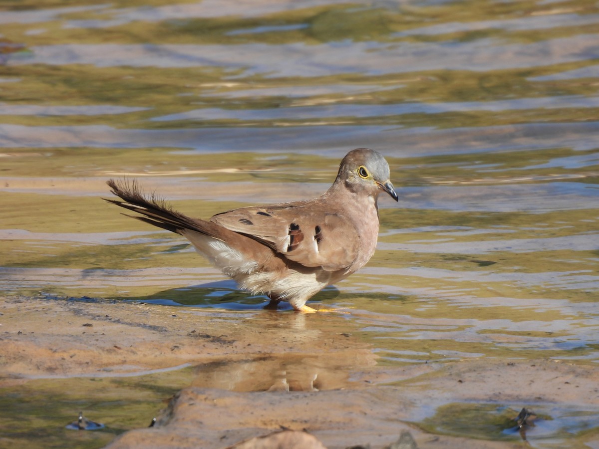 Long-tailed Ground Dove - ML641259651