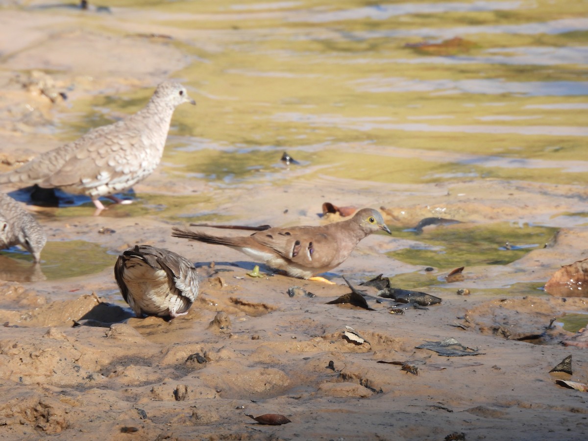 Long-tailed Ground Dove - ML641259652