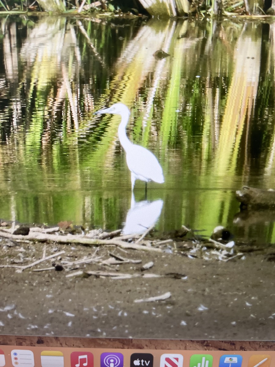 Little Blue Heron - ML641259661
