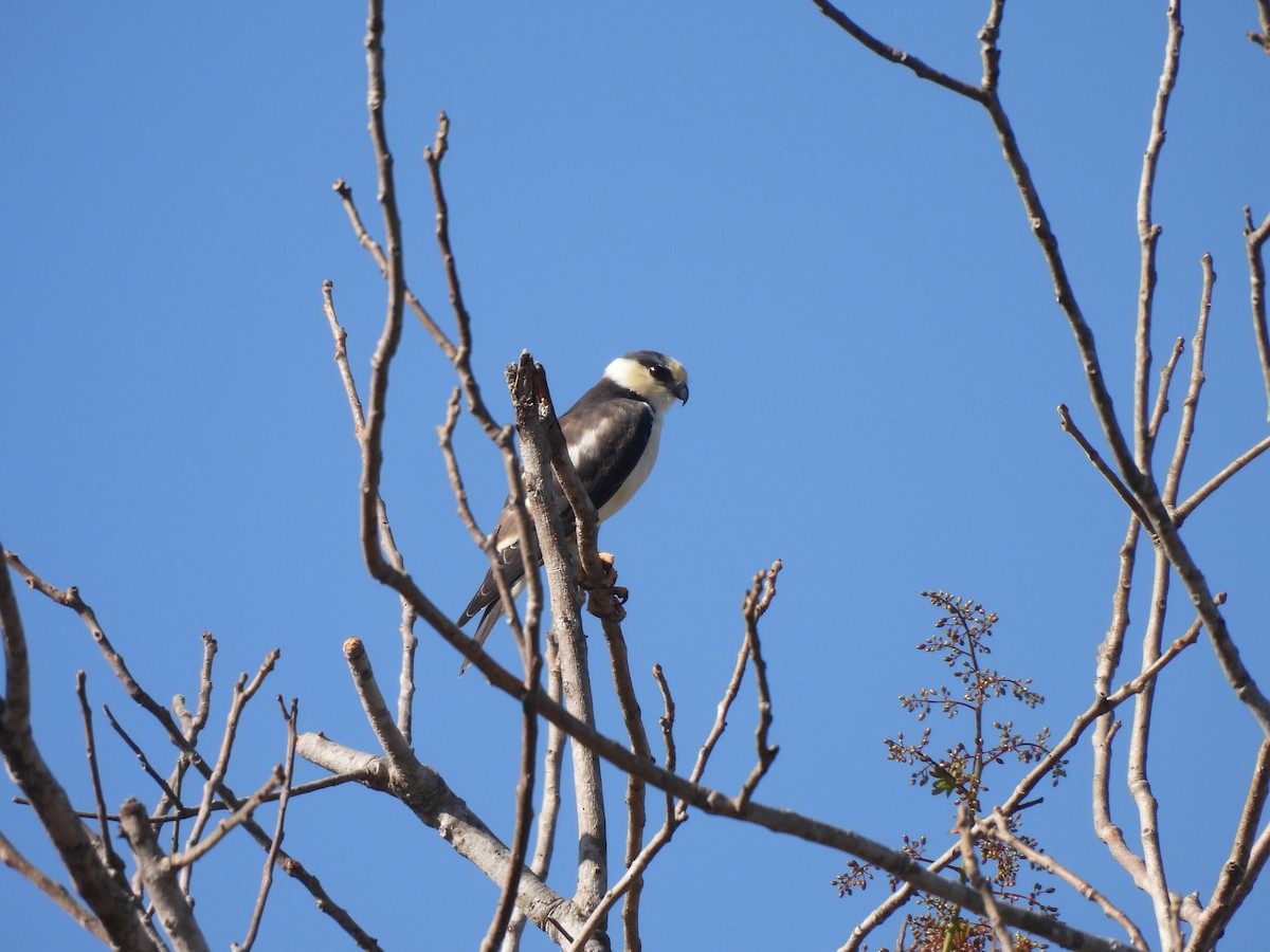 Pearl Kite - ML641259708