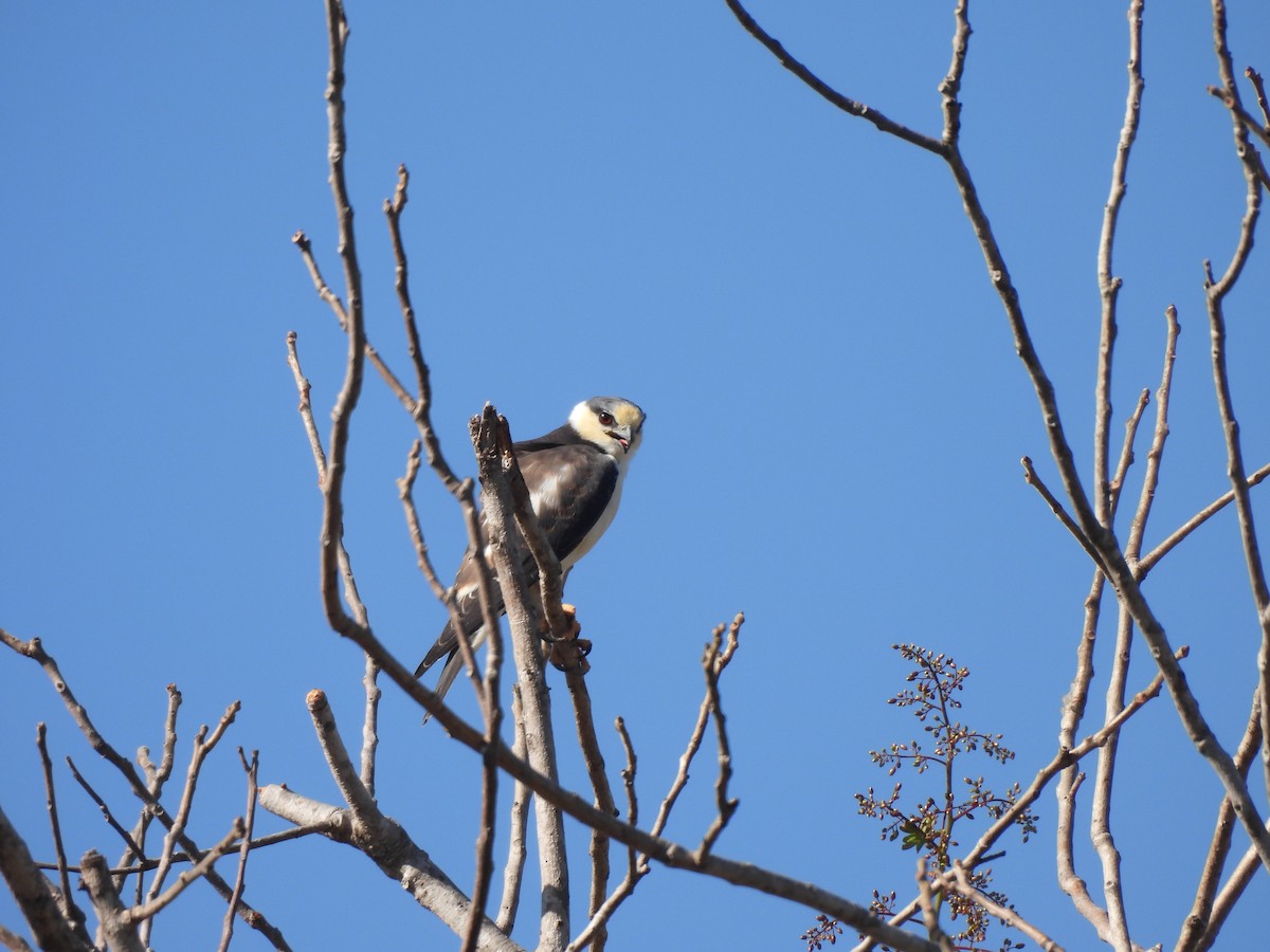 Pearl Kite - ML641259710