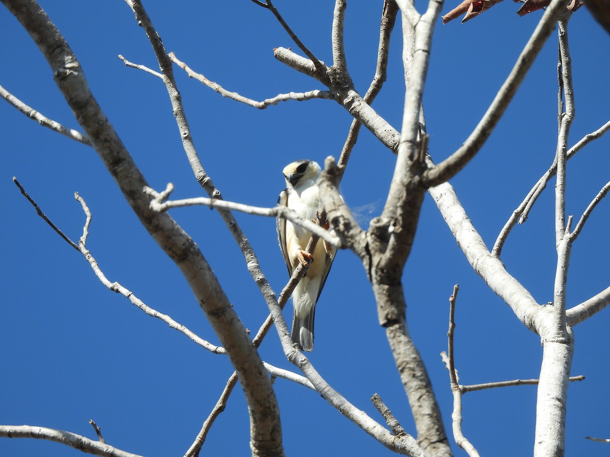 Pearl Kite - ML641259711