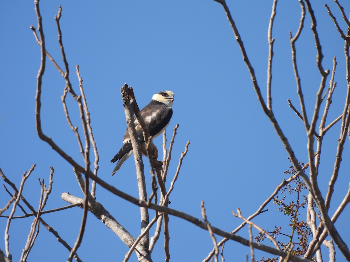 Pearl Kite - ML641259712
