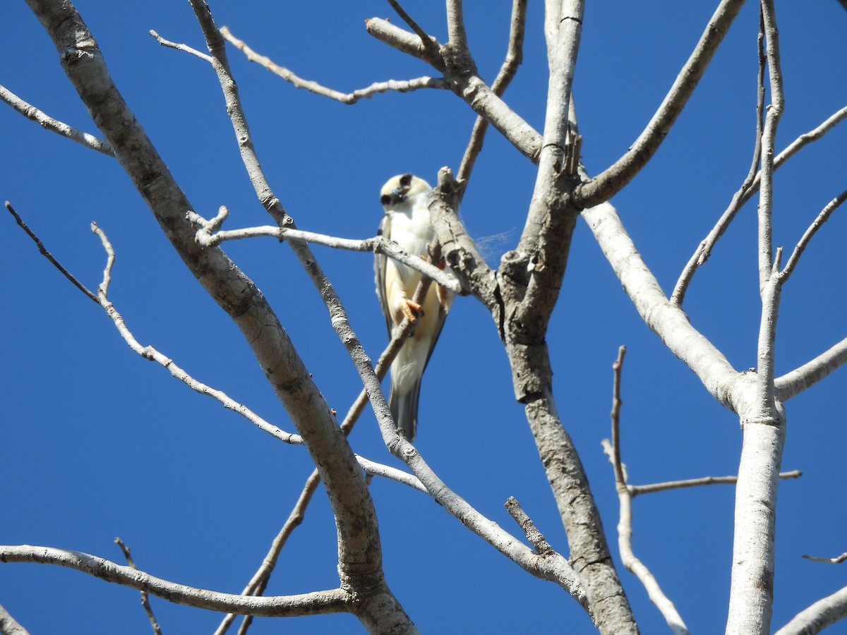 Pearl Kite - ML641259713