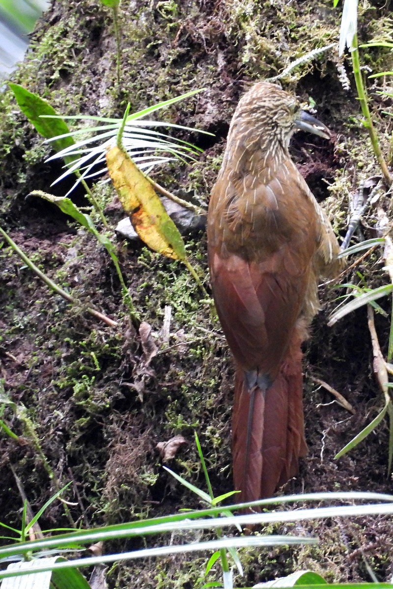 Strong-billed Woodcreeper - ML641259723