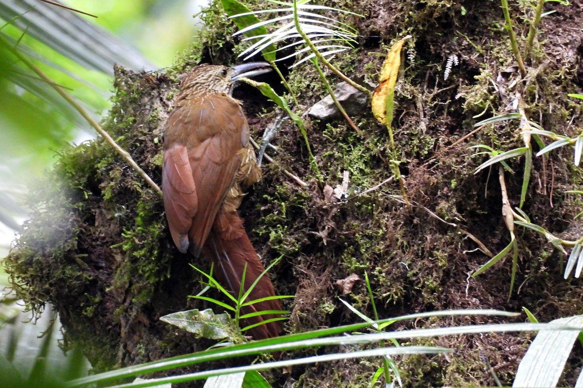 Strong-billed Woodcreeper - ML641259724