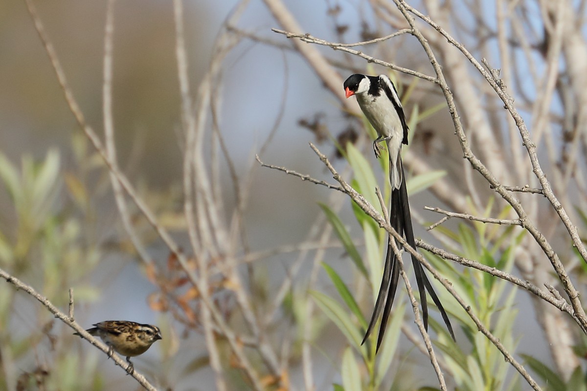 Pin-tailed Whydah - ML641259748