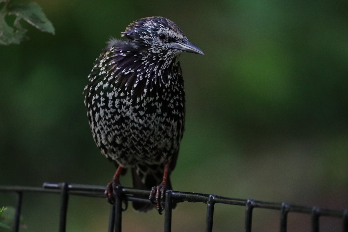 European Starling - ML641259775