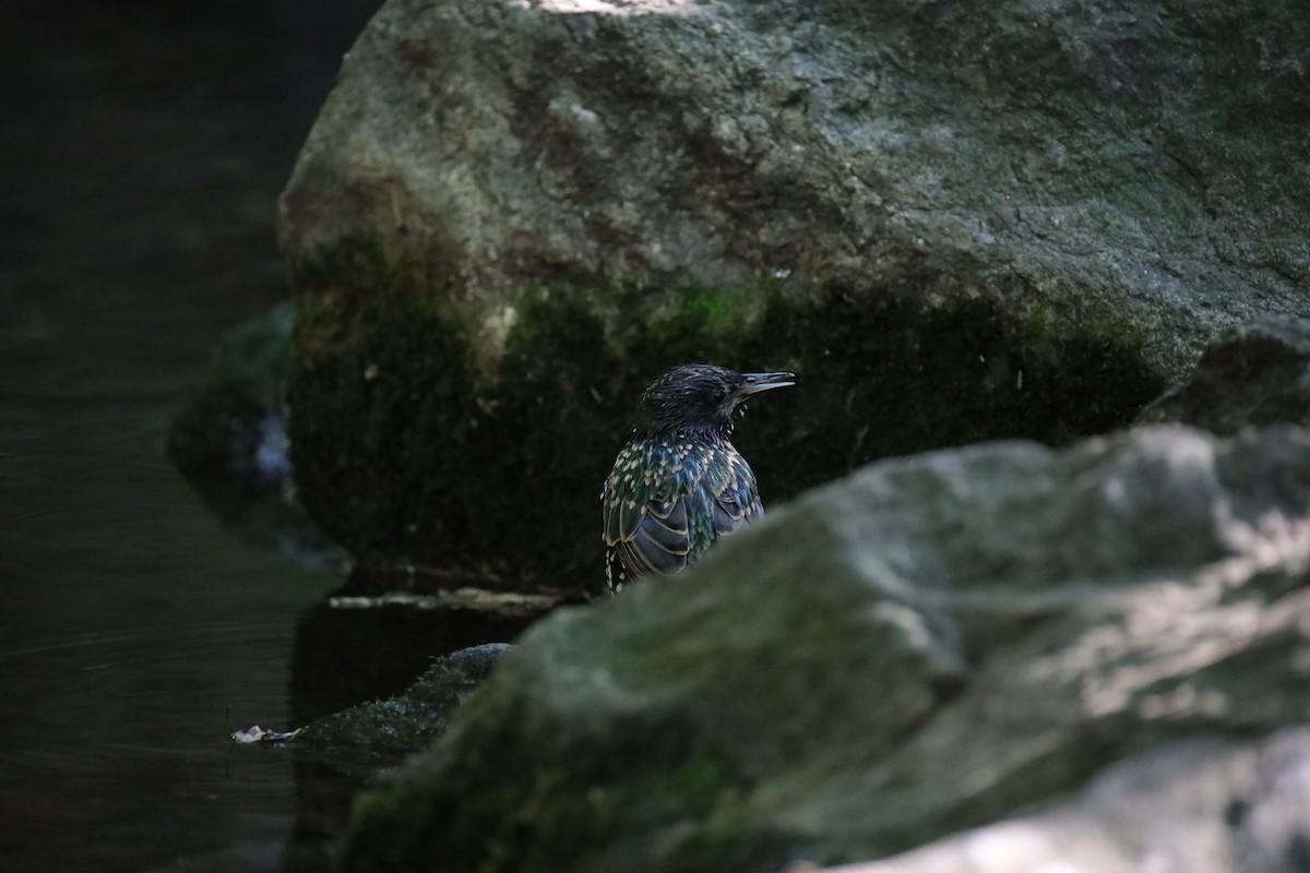 European Starling - ML641259776