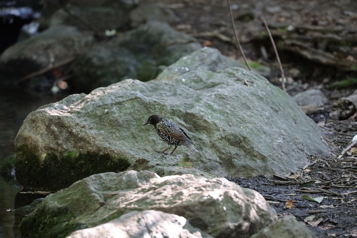 European Starling - ML641259779