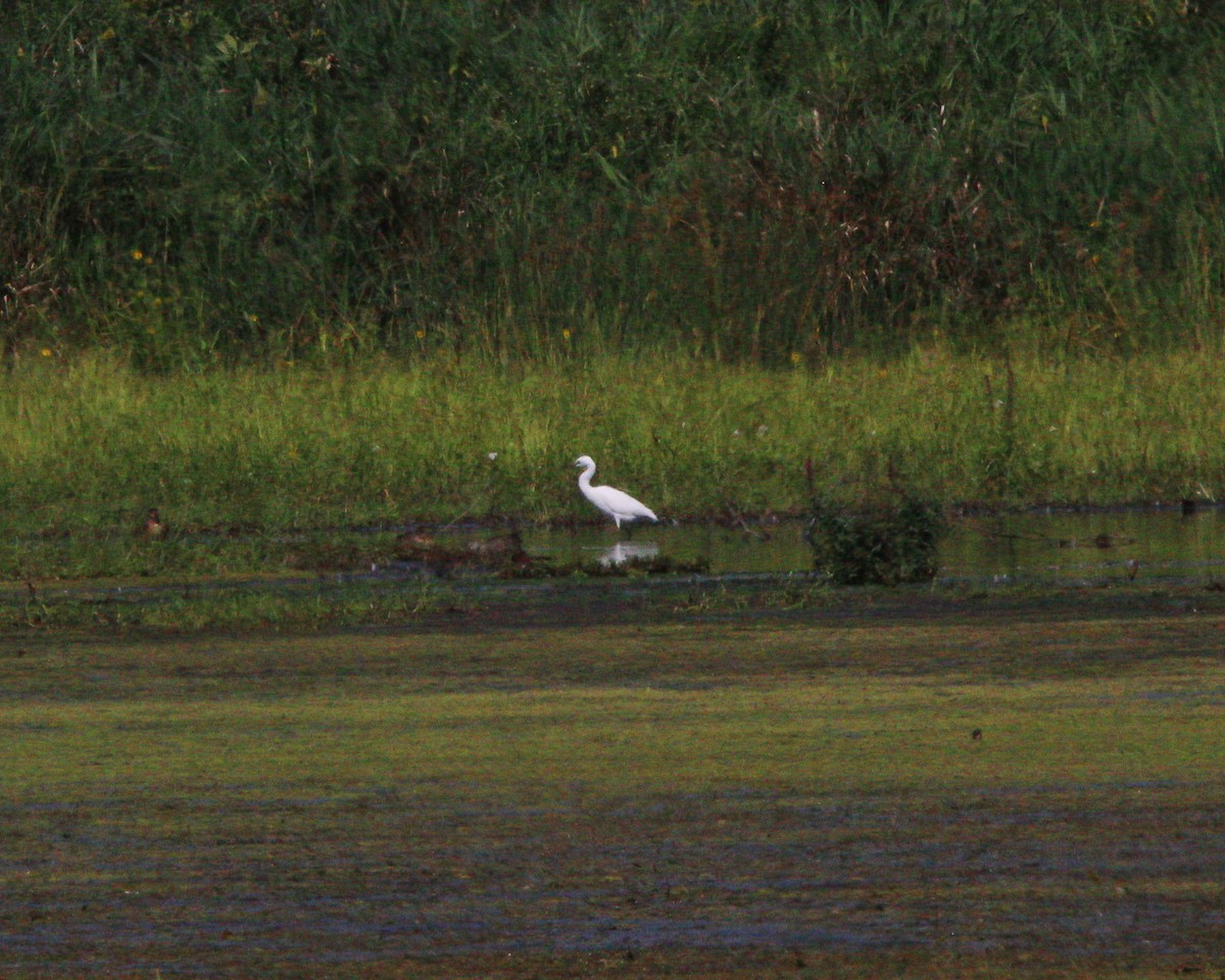 Little Blue Heron - ML641259780