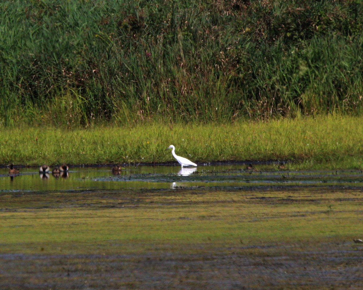 Little Blue Heron - ML641259781
