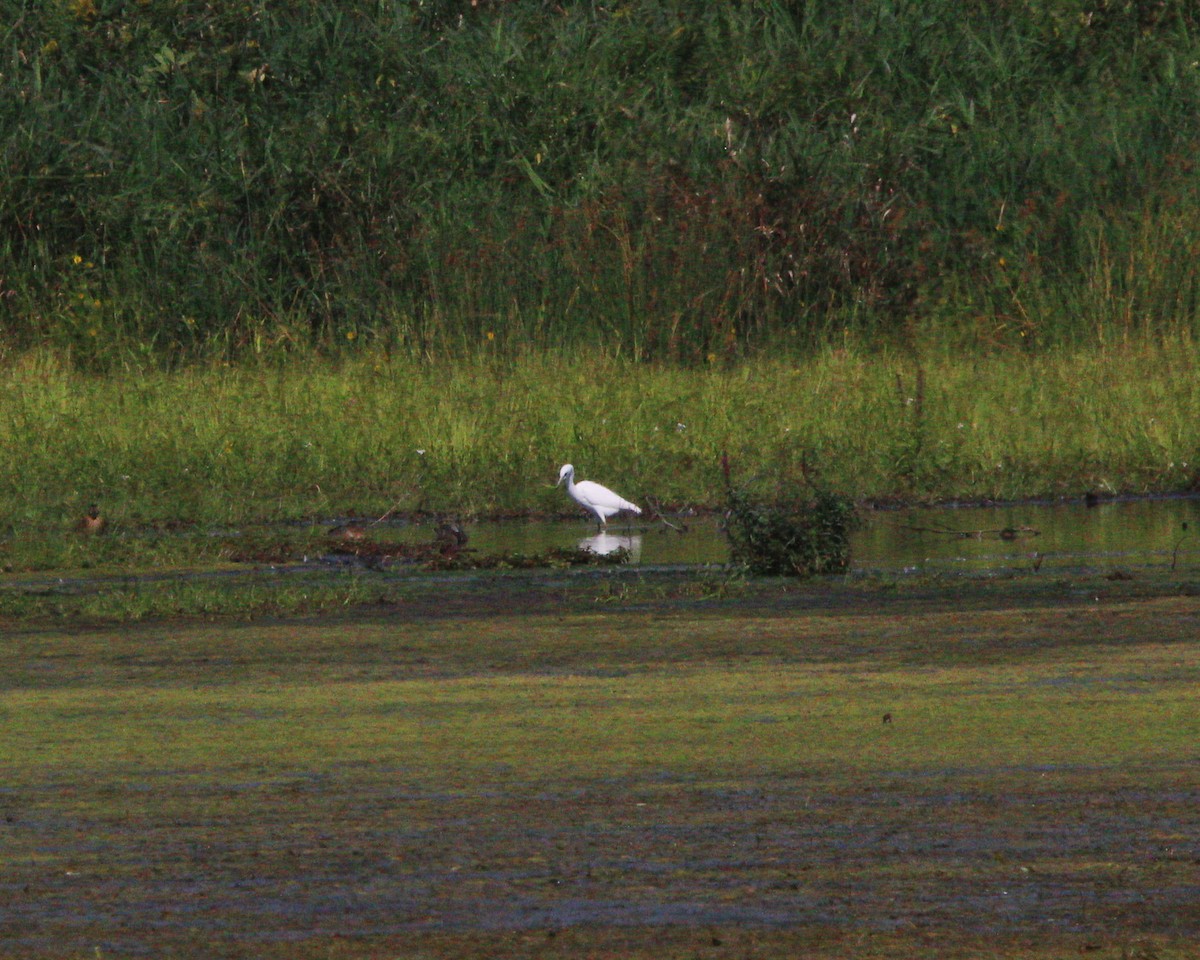 Little Blue Heron - ML641259782