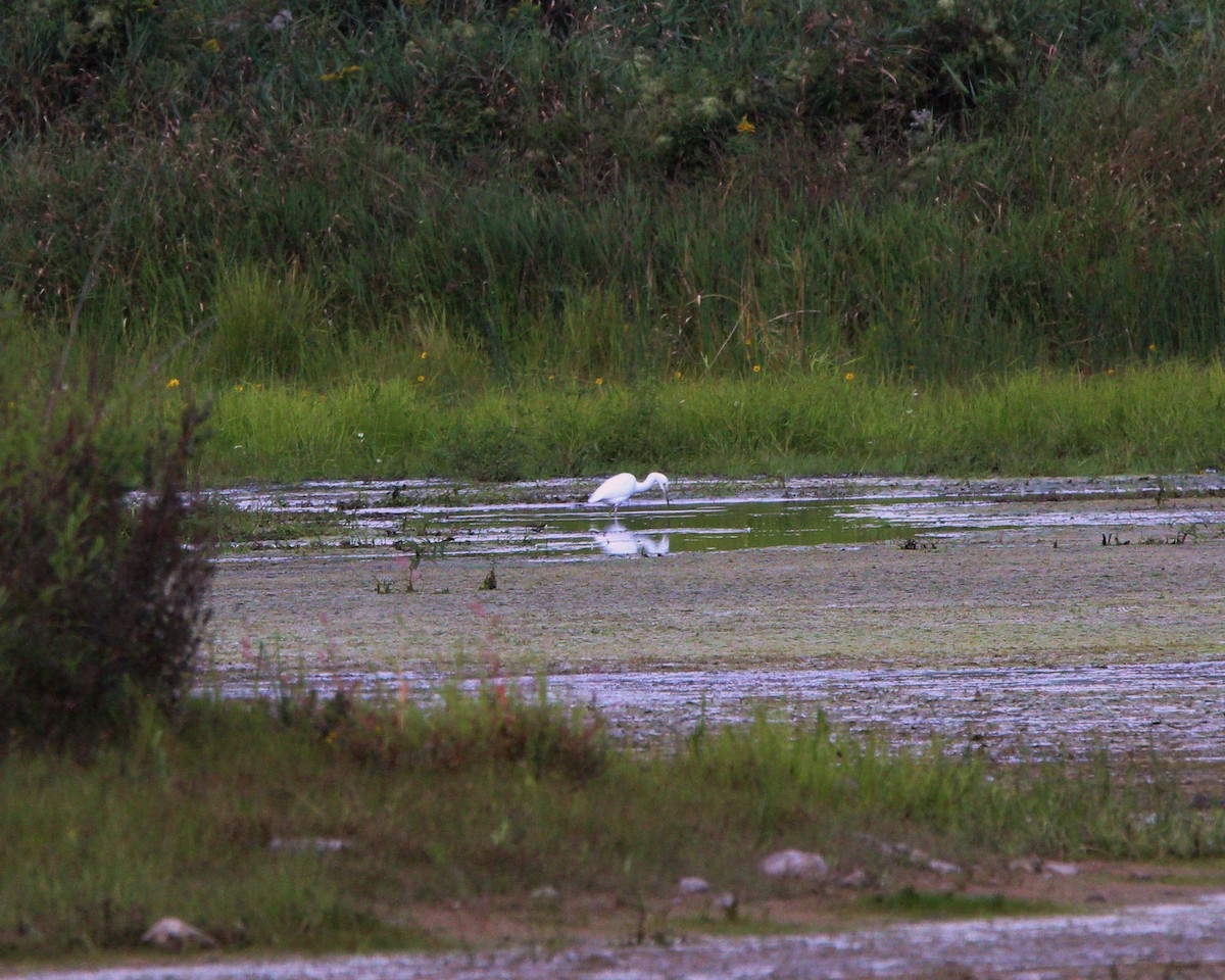 Little Blue Heron - ML641259783