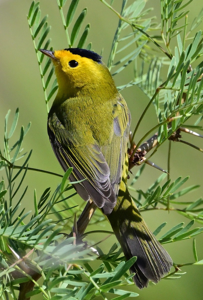 Wilson's Warbler - ML641259810