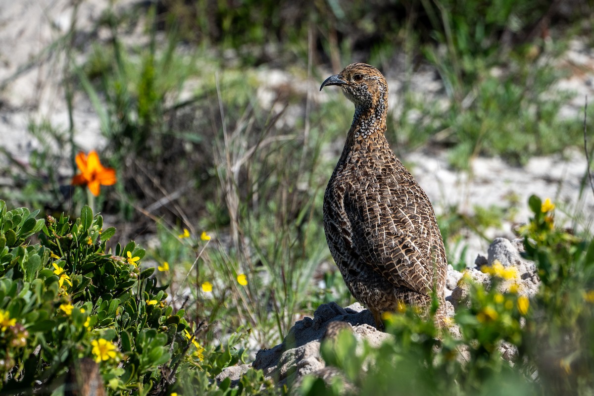 Gray-winged Francolin - ML641259817