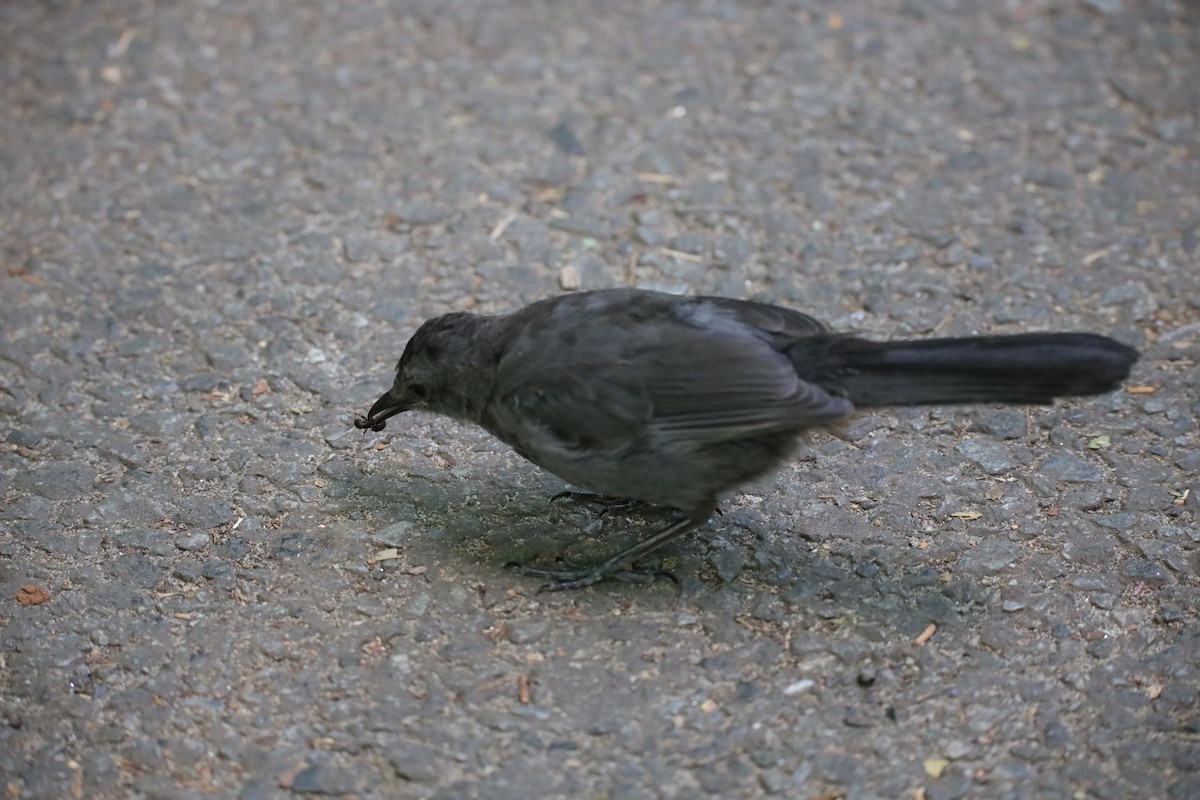 Gray Catbird - ML641259819