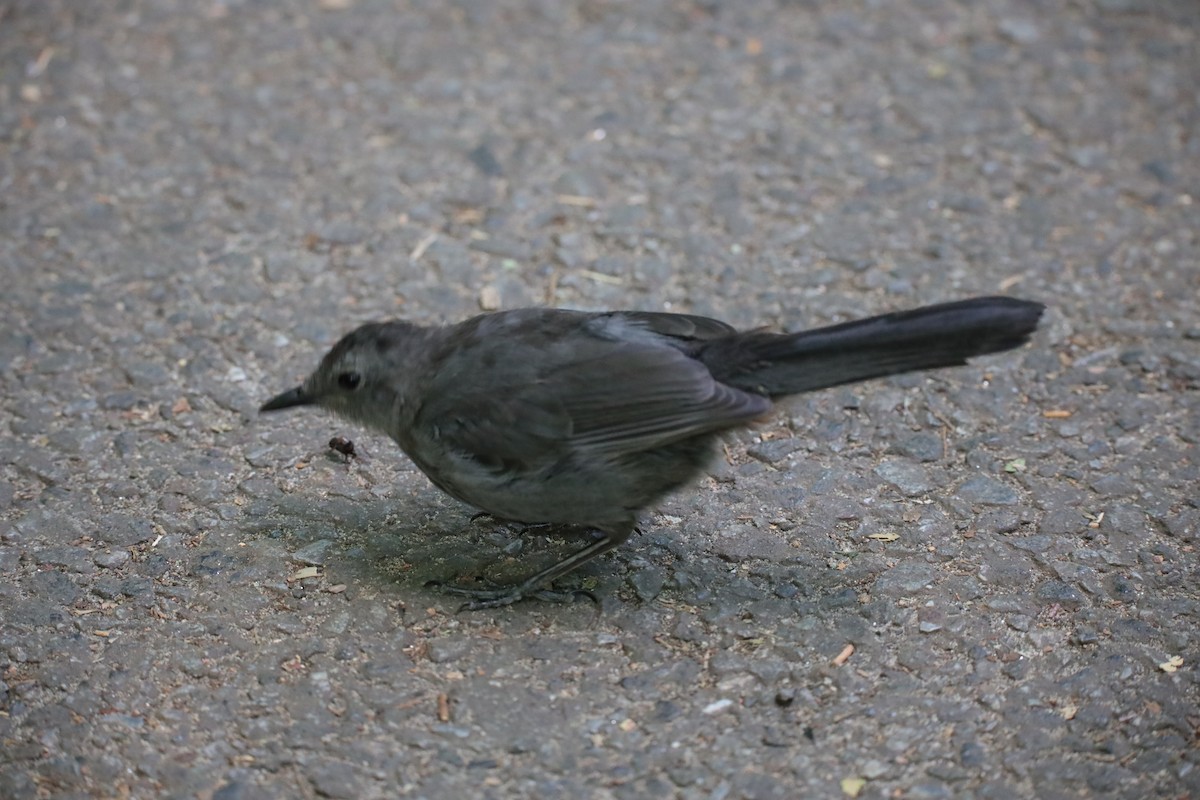 Gray Catbird - ML641259820