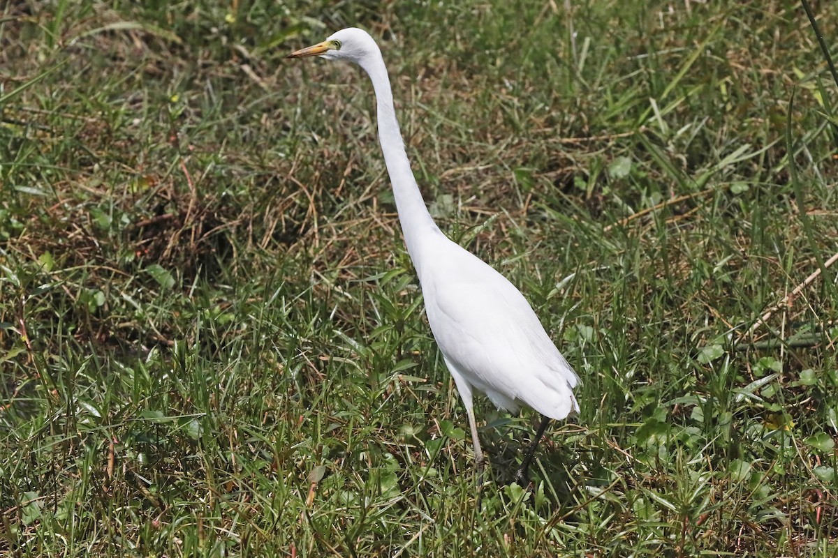 Yellow-billed Egret - ML641259834