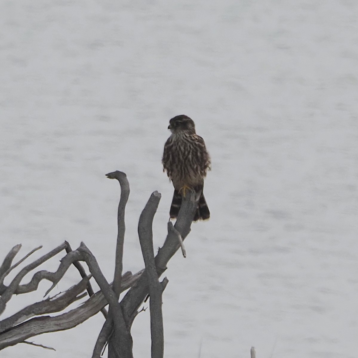 Merlin - ML641259850