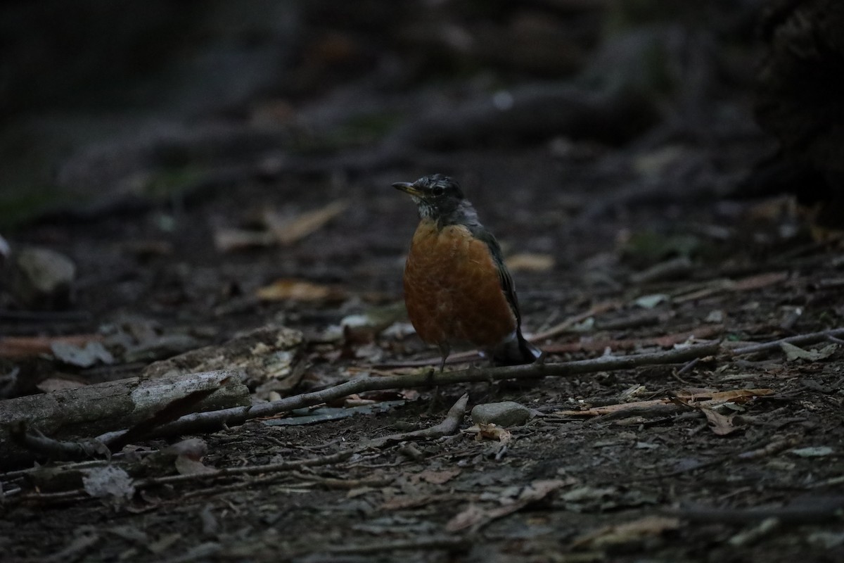 American Robin - ML641259858