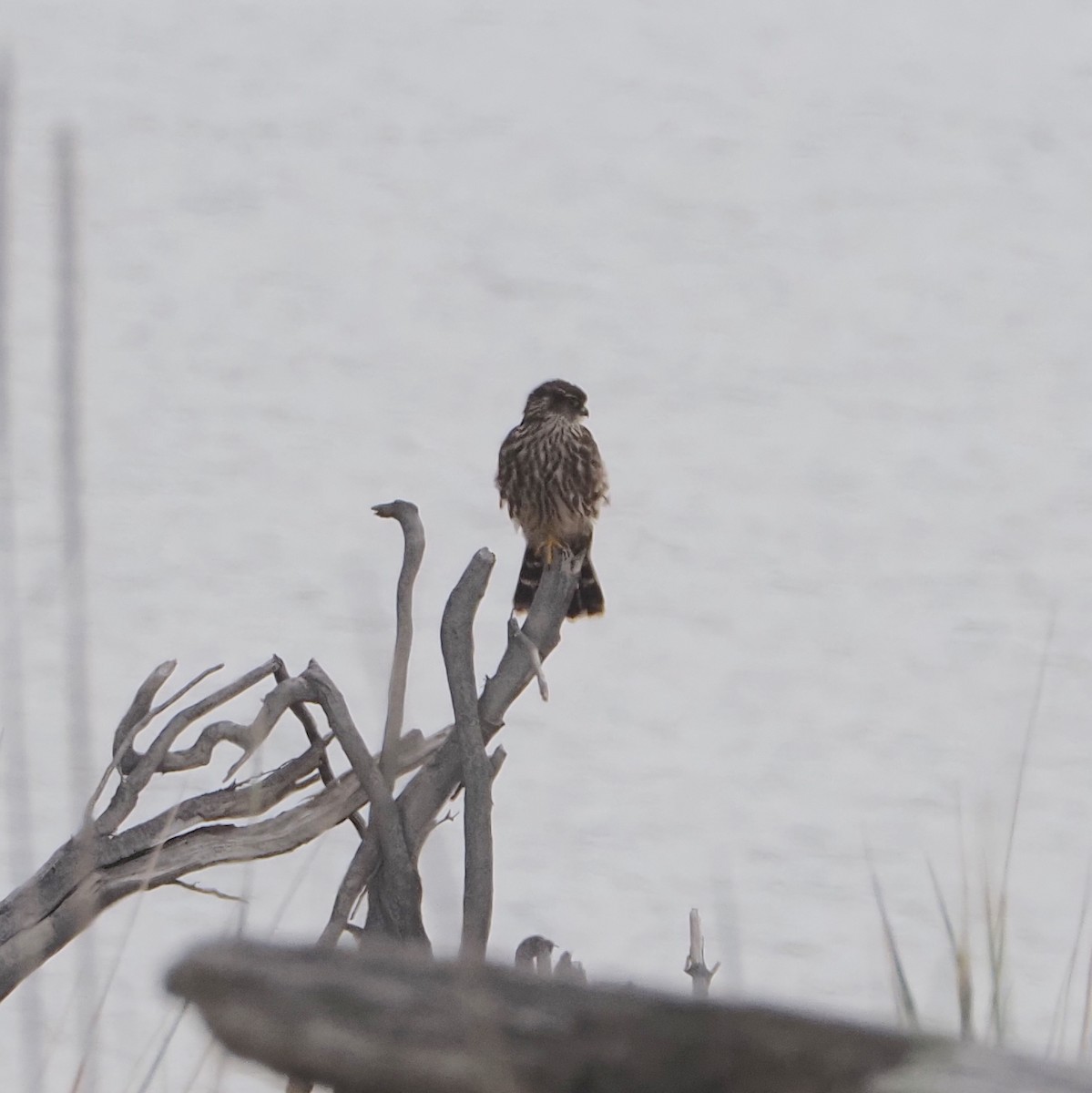 Merlin - ML641259863