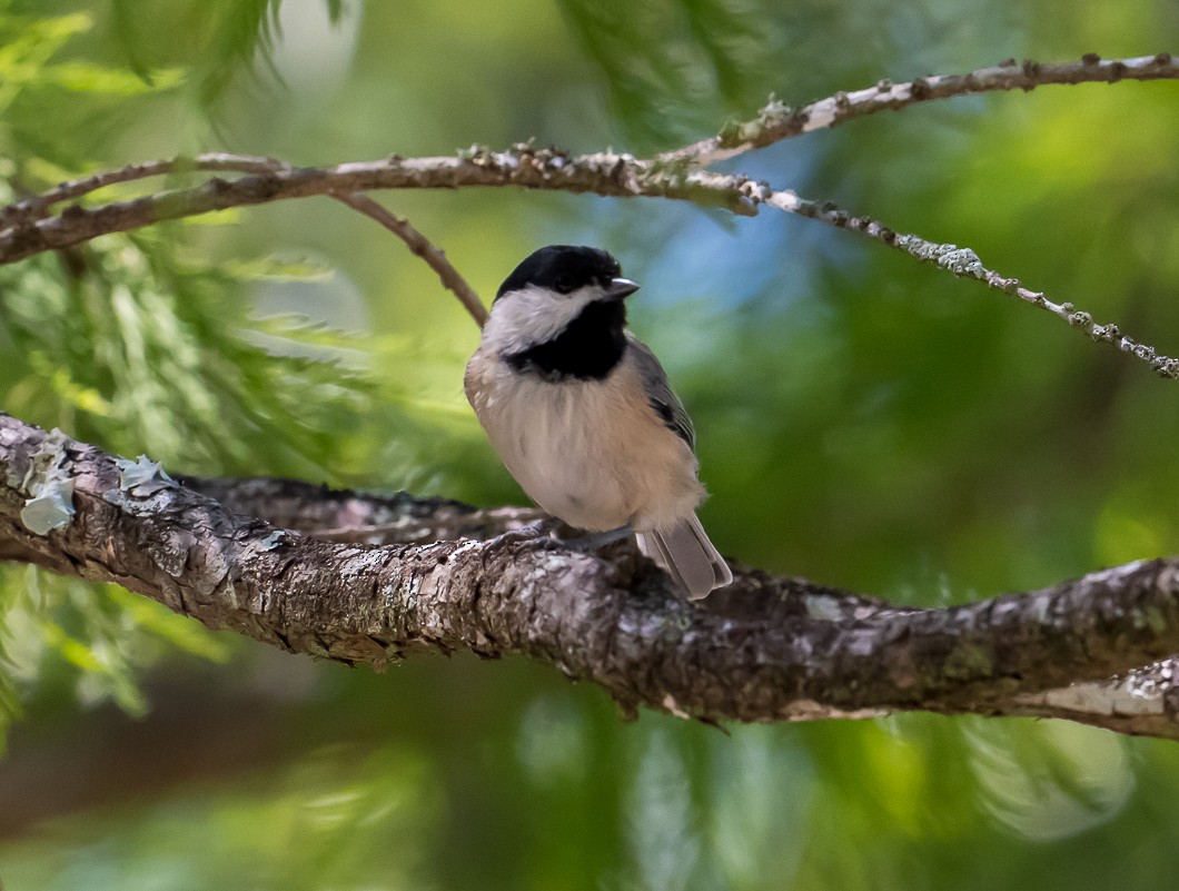 Carolina Chickadee - ML641259870